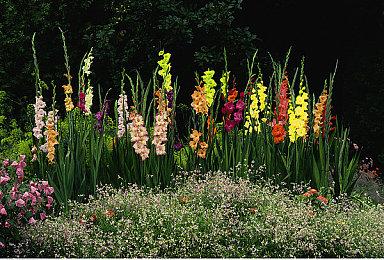 《家园3》IGN评测：单人战役和多人模式都8分